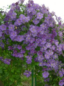 Kwitnący na niebiesko powojnik, pnącze ogrodowe na ogrodzeniu
